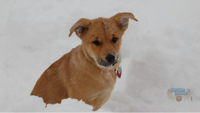 Furry Gems Canada: 15% Off Your Order