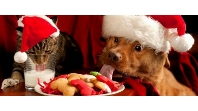 Petsmart Canada: Up to 50% Off & $5 to $20 Off Your Order (In-Store Pickup)