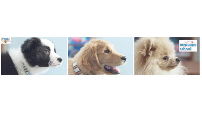 Mypuppyschool.ca Canadian Freebies