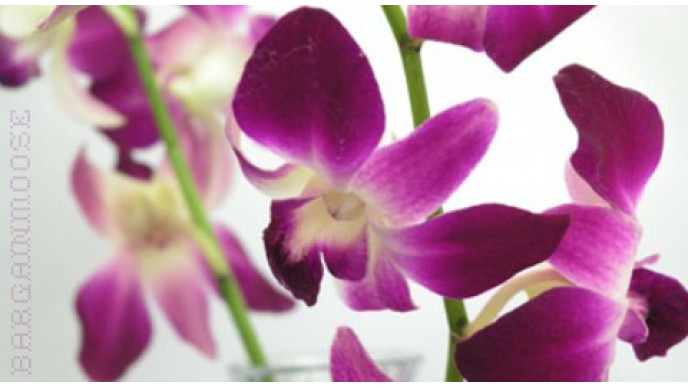 Home Depot: 20% Off all Indoor Plants