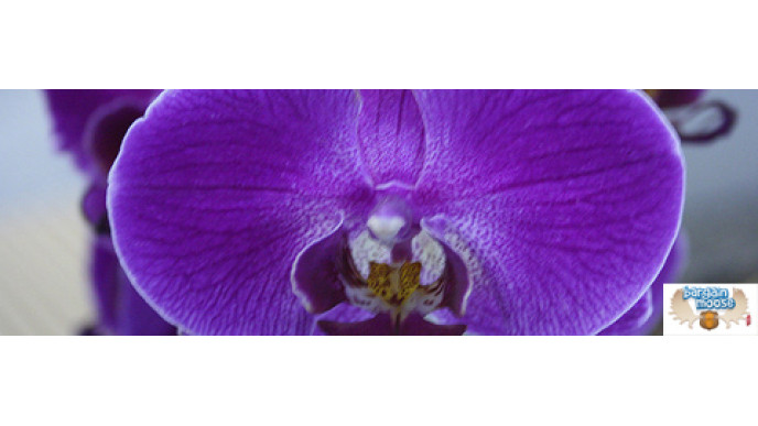 Narcissist.com: Free $50 Gift Cards, Pay Shipping Only!
