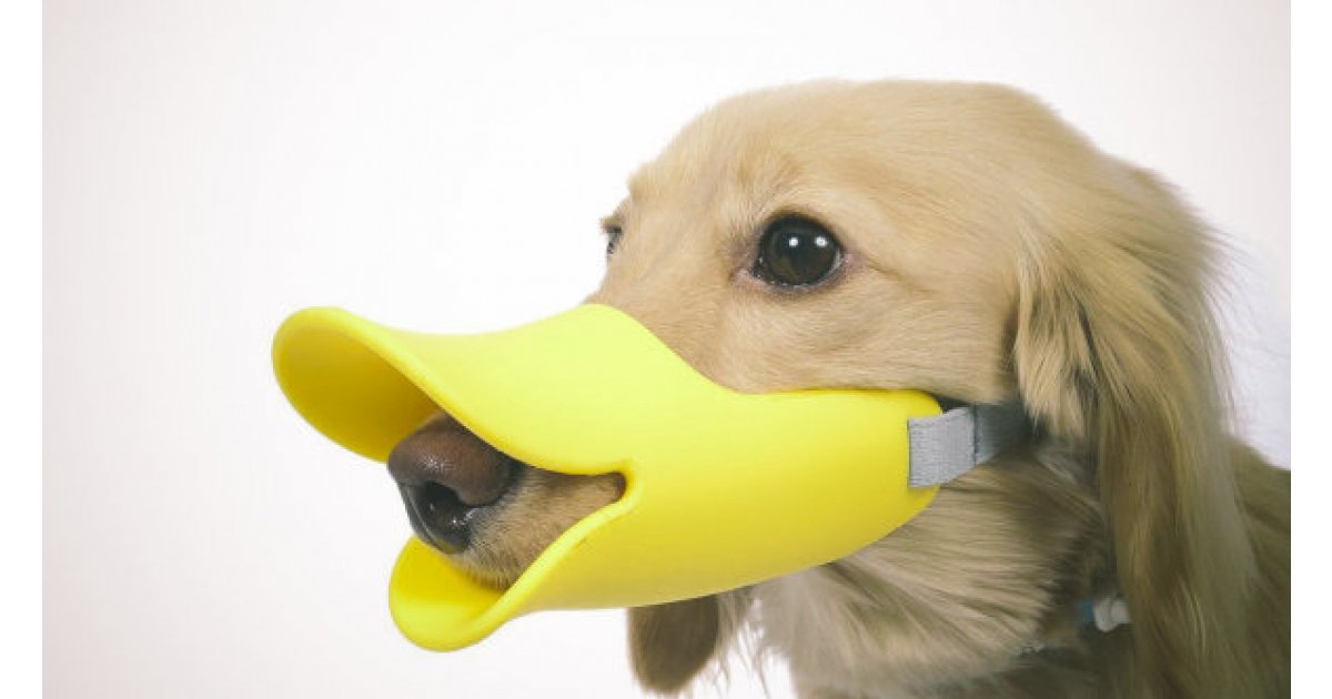 Duck Muzzle For Dogs From 4 + Free Shipping Amazon.ca