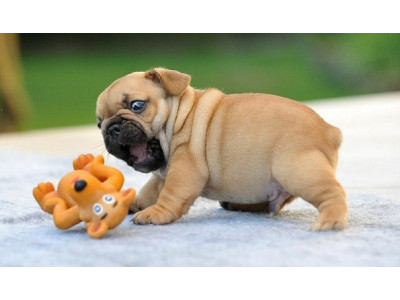 $10 Off $30 @ PetSmart