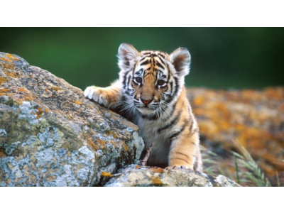 Sign Up For Your Free 2016 Calendar @ Canadian Wildlife Federation (EXPIRED)