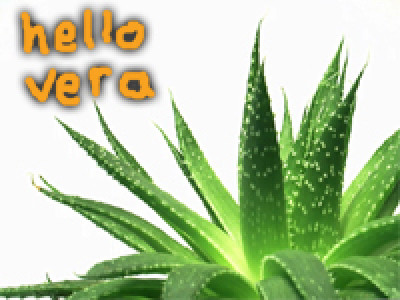 Canadian Freebies: Free Aloe Vera Samples 