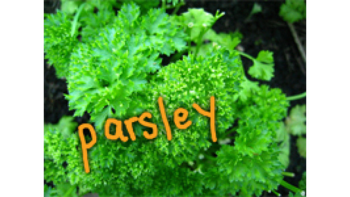 Recession Gardening: Grow Your Own Herbs!