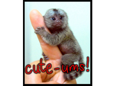 GingerBreadMonkeys: Canadian Online Baby Boutique – 30% Discount! 