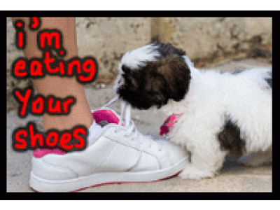 Boxing Day Sale @ The Shoe Company – Up To 40% Discount!! 