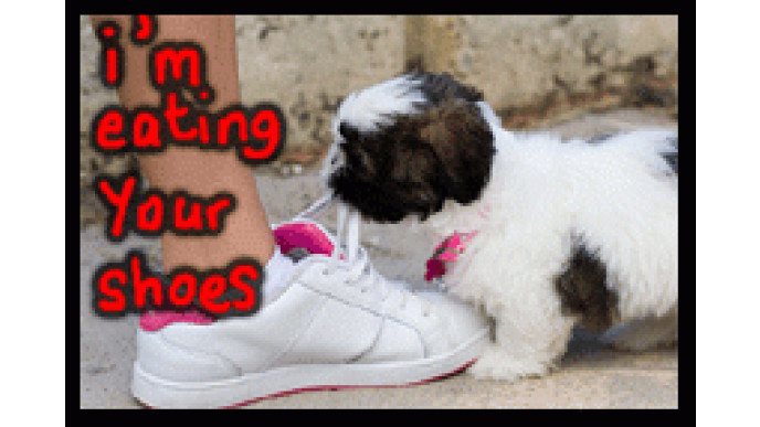 Boxing Day Sale @ The Shoe Company – Up To 40% Discount!!