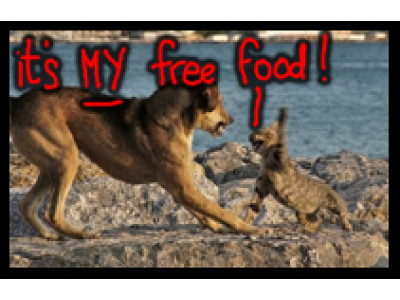 Canadian Freebies: Free Cat Food & Free Dog Food! 
