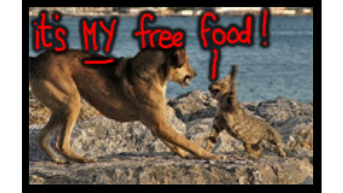 Canadian Freebies: Free Cat Food & Free Dog Food! 