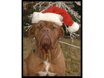 5 Hints And Tips On How To Save Money On Christmas Greeting Cards! 