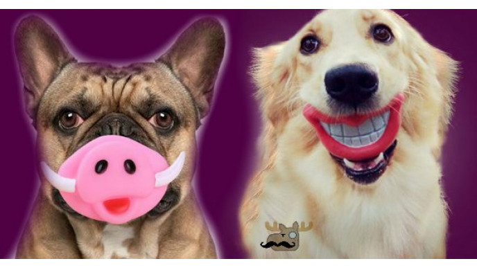 Adorable Dog Squeaky Toys From $2 + Free Shipping @ AliExpress.com