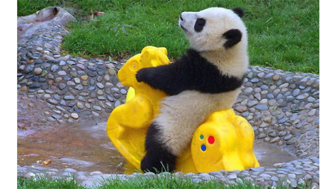 Happy 7th Birthday Bargainmoose! Surprise Caption Contest #7! (CLOSED)