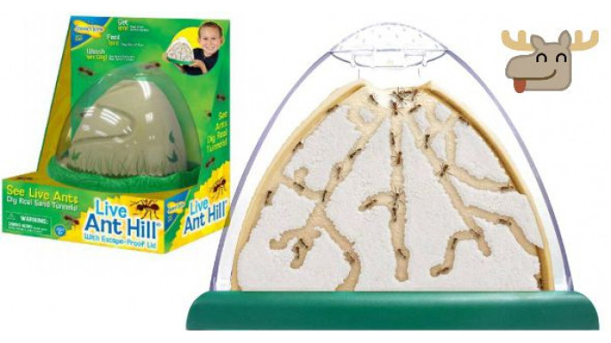 Insect Lore Live Ant Hill Was $20 | Now $6 + Free Shipping @ Chapters Indigo Canada (EXPIRED)