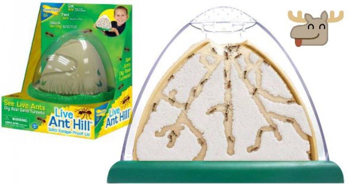 Insect Lore Live Ant Hill Was 20 Now 6 + Free Shipping Chapters