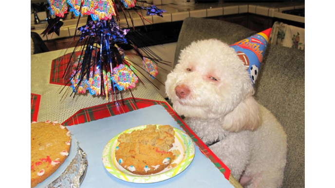 Happy 7th Birthday Bargainmoose! SURPRISE Caption Contests to Win Amazon vouchers! (# 1) (CLOSED)