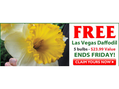 Breck's Bulbs: FREE Las Vegas Daffodil Bulbs (Pay Shipping) - $24 Value