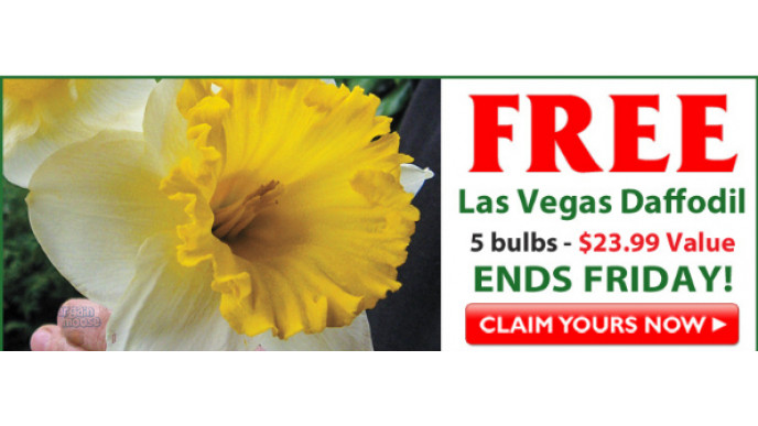 Breck's Bulbs: FREE Las Vegas Daffodil Bulbs (Pay Shipping) - $24 Value