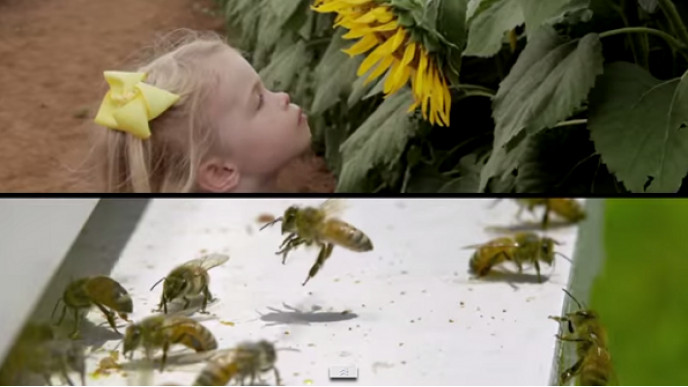 Canadian Freebie: Flower Seed Packet From Bees Matter Canada