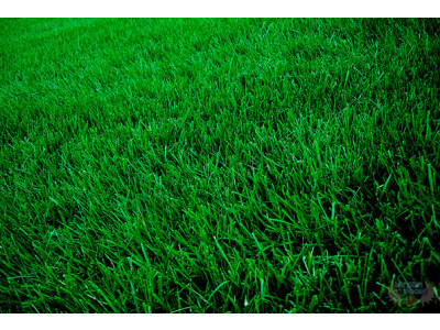 Costco Canada: $20 Off 4 x 4kg Scotts Supreme Grass Seed - Now $80 & Free Shipping