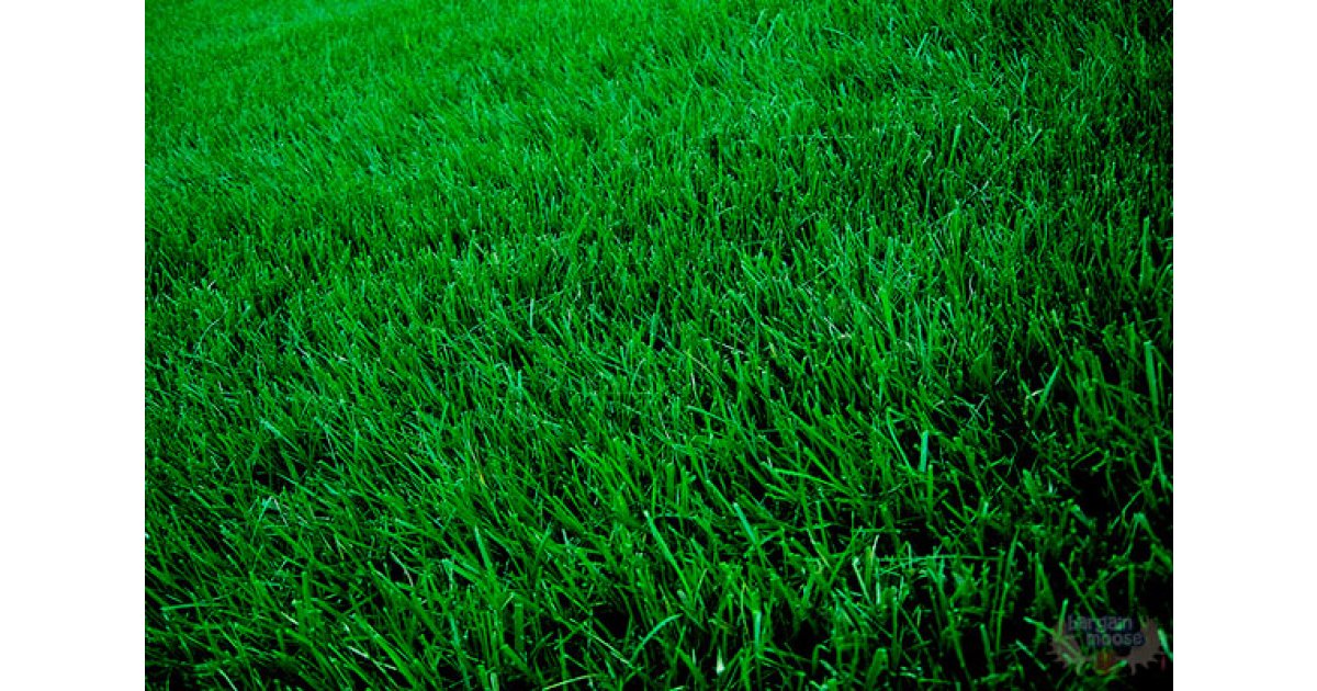 Costco Canada 20 Off 4 x 4kg Scotts Supreme Grass Seed Now 80