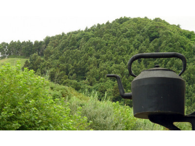 Canadian Freebies: Free Sample of Numi Organic Tea K-Cup from RealCup