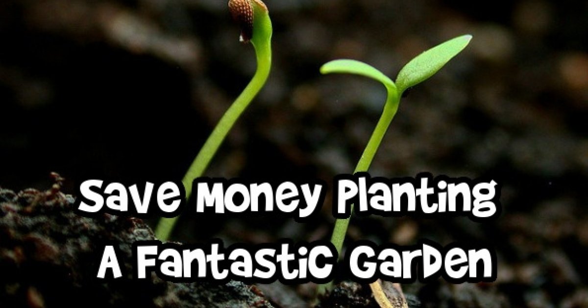 Save Money Planting A Fantastic Garden