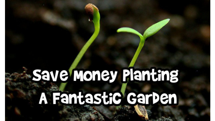 Save Money Planting A Fantastic Garden