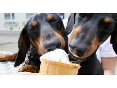 Free Vanilla Ice Cream Cone @ Dairy Queen (EXPIRED)