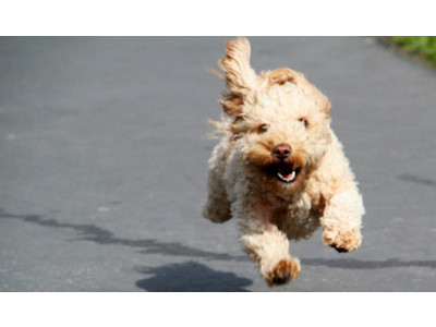 53% off Milk Bone Brushing Chews Value Pack: Was $32 | Now $15 & Free Shipping @ Wagjag.ca