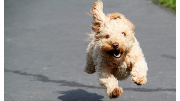 53% off Milk Bone Brushing Chews Value Pack: Was $32 | Now $15 & Free Shipping @ Wagjag.ca