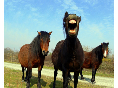 Pay What You Want for Bloom Country @ Humble Bundle