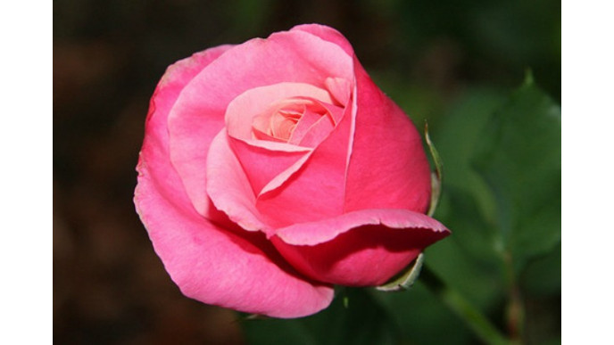 Hot Flower Deal! One Pink Rose Delivered on Valentine’s Day | You Pay Only $15 Shipping & Handling @ Flowers Canada (EXPIRED)
