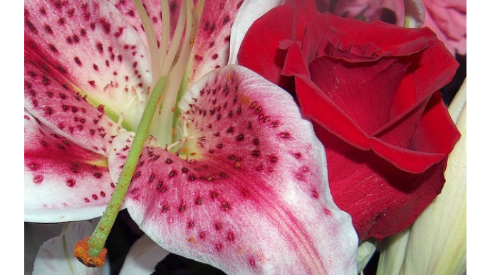 Red Rose and Lily Bouquet Now $59.99 & Exclusive Free Shipping @ 1800Flowers