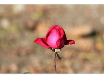 CanaFlora: 12 Red Roses