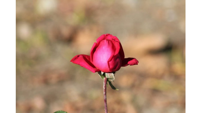 CanaFlora: 12 Red Roses Only $54 & Free Delivery