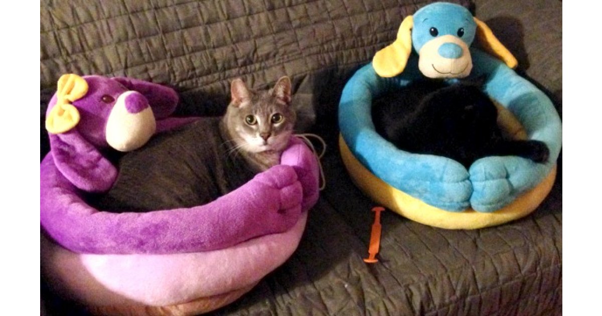 Petsmart Canada 50 Off Dog Beds