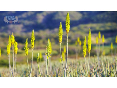 Body Shop Canada Cyber Monday