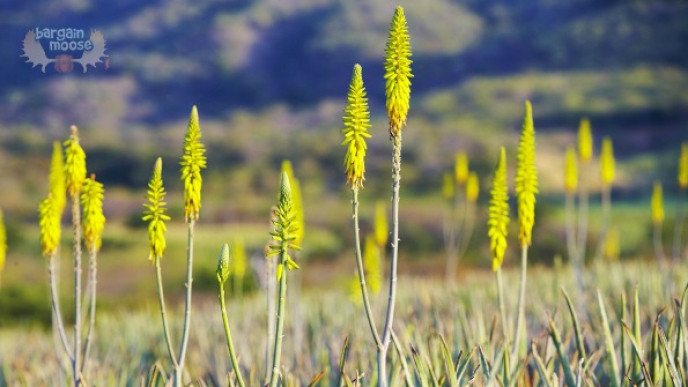 Body Shop Canada Cyber Monday: 50% Off & Free Shipping On $40 (EXPIRED)