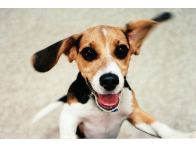 Entertainment Books Only $20 & Free Shipping For Black Friday