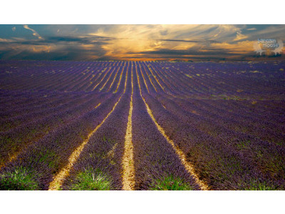 L'Occitane Canada Freebie: Free Lavender Hand Cream Sample (+ 6 Extra Free Samples) (Expired)