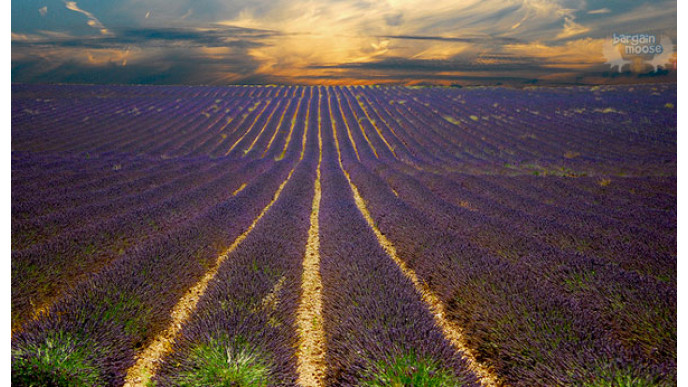 L'Occitane Canada Freebie: Free Lavender Hand Cream Sample (+ 6 Extra Free Samples) (Expired)