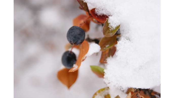 Picaboo (US): $25 for $75 on Anything