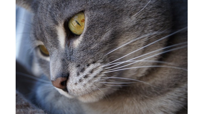 Petsmart Canada: Up to 50% Off Pet Supplies