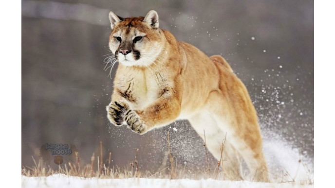 puma in canada