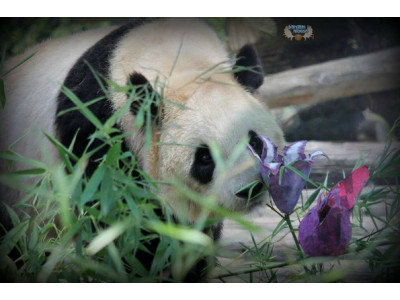 Toronto Zoo Canada Coupon: Free Child Admission This Weekend