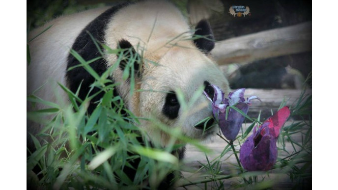 Toronto Zoo Canada Coupon: Free Child Admission This Weekend