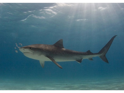 Mabel's Labels Canada Promo Code: 30% Off Shark Labels