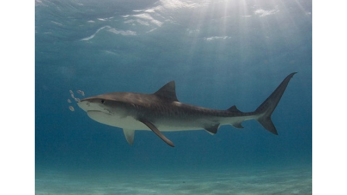 Mabel's Labels Canada Promo Code: 30% Off Shark Labels